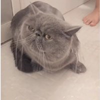 シャワーを浴びている猫