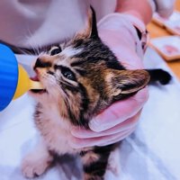 ママにミルクをもらう子猫