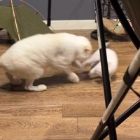 子猫を追いかける成猫