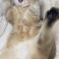 バンザイする猫