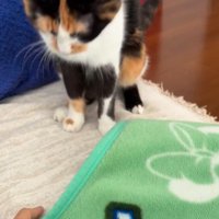毛布の前でお座りする猫