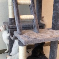 両端に子猫