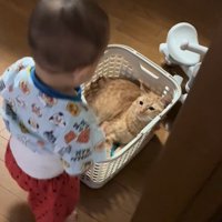 かごの中にいる猫