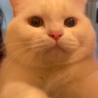 近づいてくる猫
