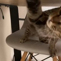 机の下で椅子に座って猫パンチしている猫