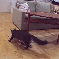 ブランケットを咥えて室内を移動する猫