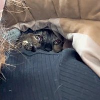 人の服の中に隠れている猫