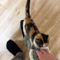 右脚にしがみつく子猫