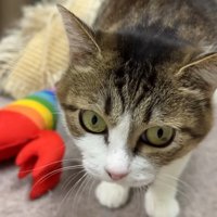 向かってくる猫