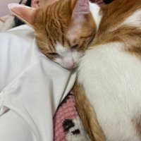女の子と眠る猫