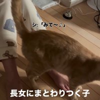 人にお尻を見せる猫