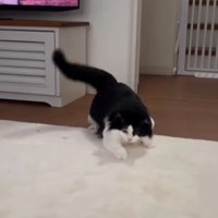 身体を低くして尻尾を上げる猫