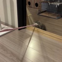 猫じゃらしを持っている猫