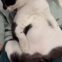 膝の上でくつろぐ猫