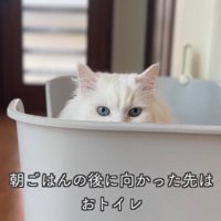 テロップ「朝ごはんの後に～」