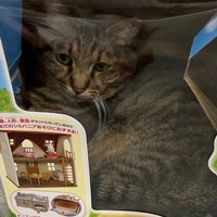 おもちゃの箱の小窓から覗く猫の顔