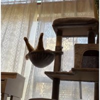 寝ている猫