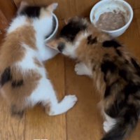 2匹並んで食事をしている子猫
