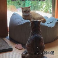 クッションに座る猫と畳に座る猫