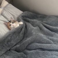 飼い主のベッドで仰向けに横になる猫