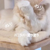 前足で顔を拭く猫