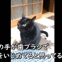 おこる猫