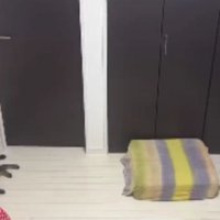 室内で過ごしている猫たち