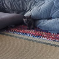こたつから出てくる子猫