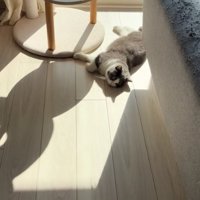 掃き出し窓の近くで日向ぼっこをする猫