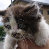 キョトンとした表情を浮かべる子猫