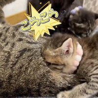 成猫の体に顔を埋めるキジトラ柄の子猫