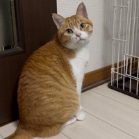 座って振り向く猫