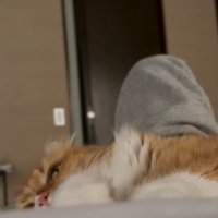 寝転がる猫