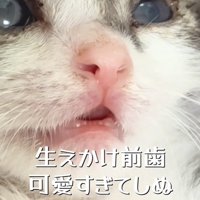 毛布の上で仰向けに寝る赤ちゃん猫のアップ