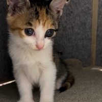 カメラから視線を外す子猫