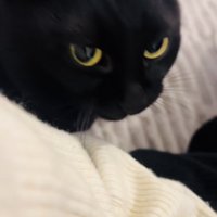 ママのもとへやってきた黒猫