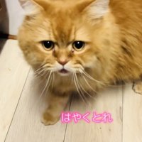 ママに向かって鳴くサイベリアン