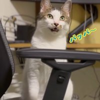 椅子に座っているキジ白