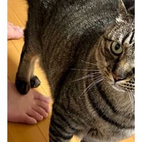 足を踏んでいる猫