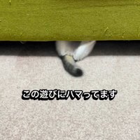 ソファの下で遊ぶ子猫