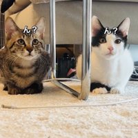 カーペットに座ってキョトンとするキジトラ猫とハチワレ猫