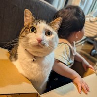 箱に入る子供と猫