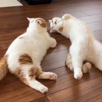 鳴く猫