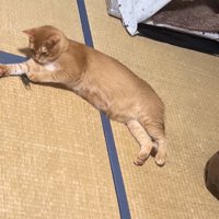 右前足に当たっているセミを左前足でさわっている猫