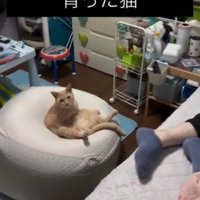 人間のように座る猫