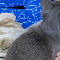 人と向き合って座る猫
