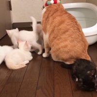 成猫のしっぽで遊ぶ子猫