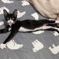 子猫