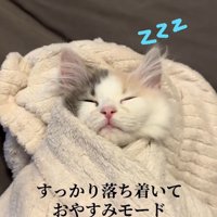 タオルで包まれて眠る子猫