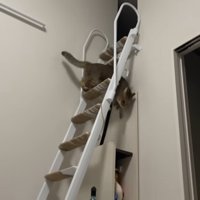 階段はしごを降りる猫